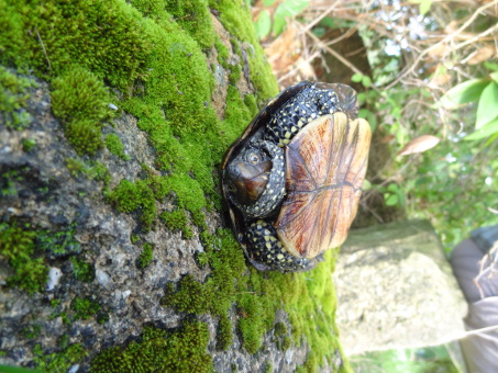 Petit passage sur le dos le temps de la photographie (juste pour admirer le superbe plastron...