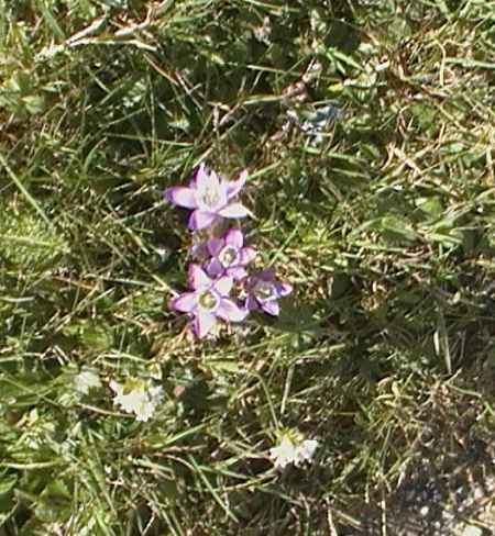 fleurs-montagne.jpg