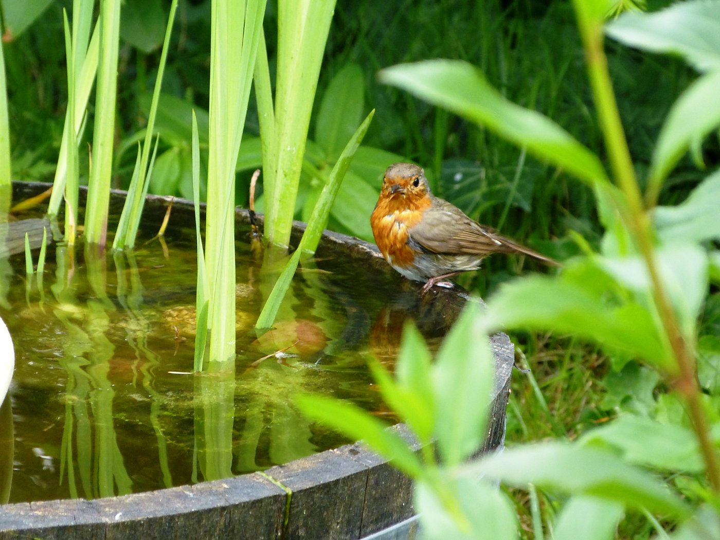 Après le bain.JPG