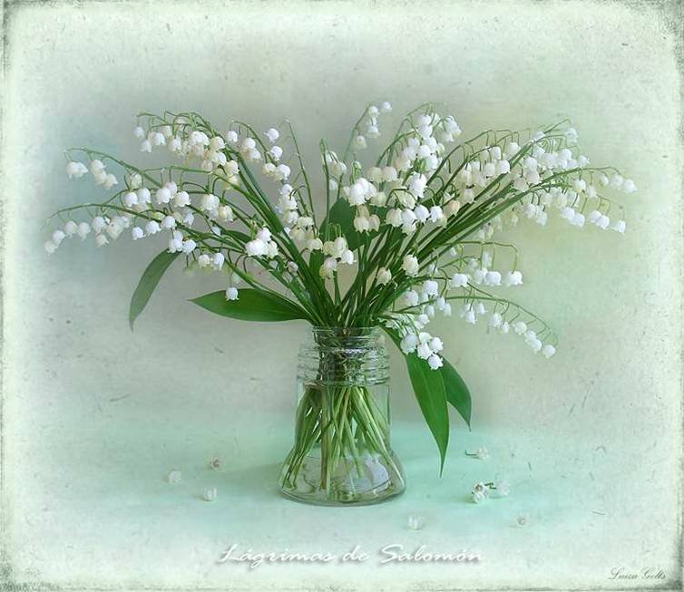 bouquet-7-muguet.jpg